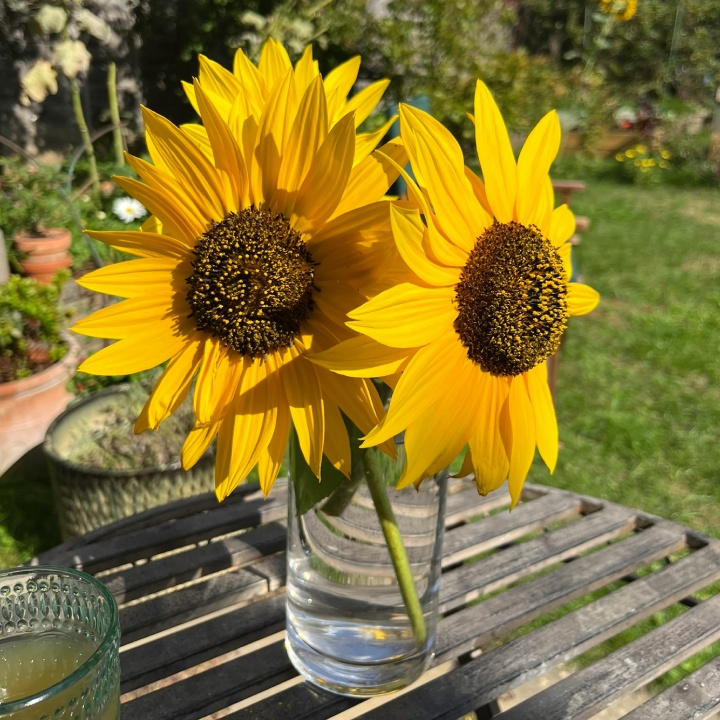 Bright yellow sunflowers in a garden